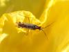 Dicyphus sp.